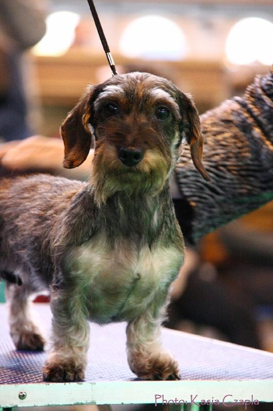 Crufts2011_2 1606.jpg